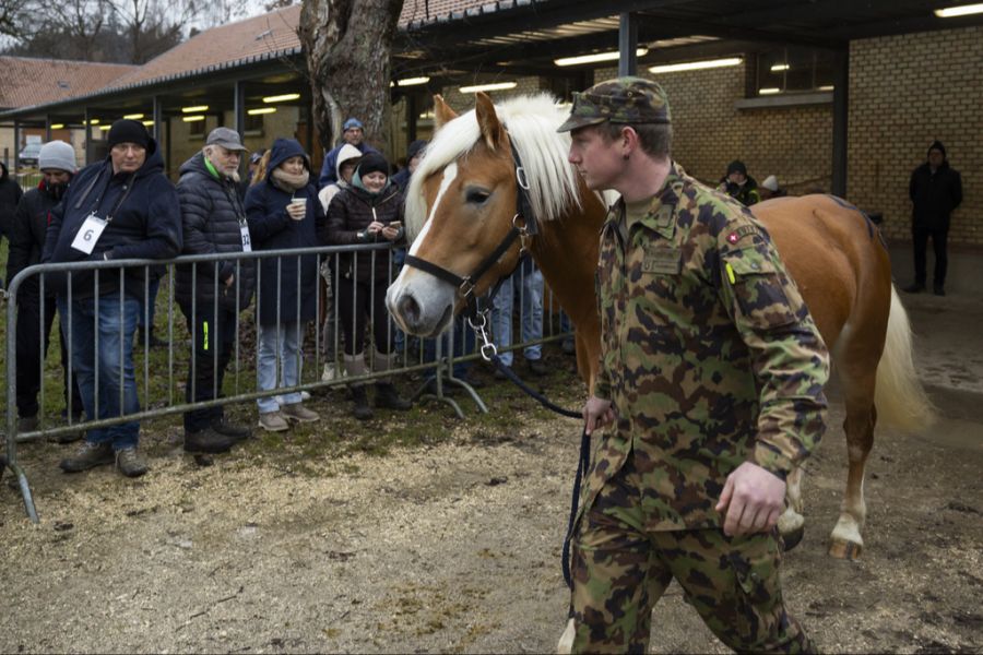 Die Versteigerung der Pferde fand gestern in der Nähe von Bern statt.
