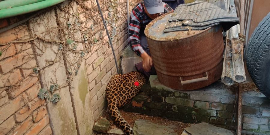 Leopard Schweizer Botschaft