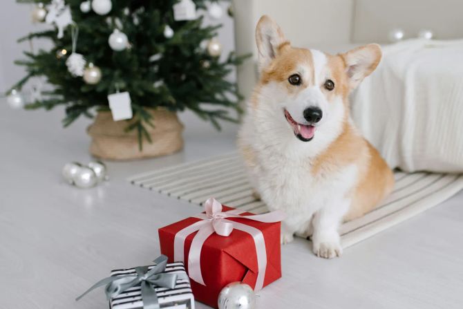 weihnachtsfreude für Hunde