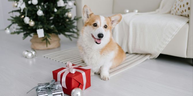 weihnachtsfreude für Hunde