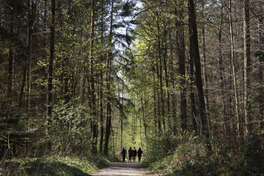 Bremgartenwald