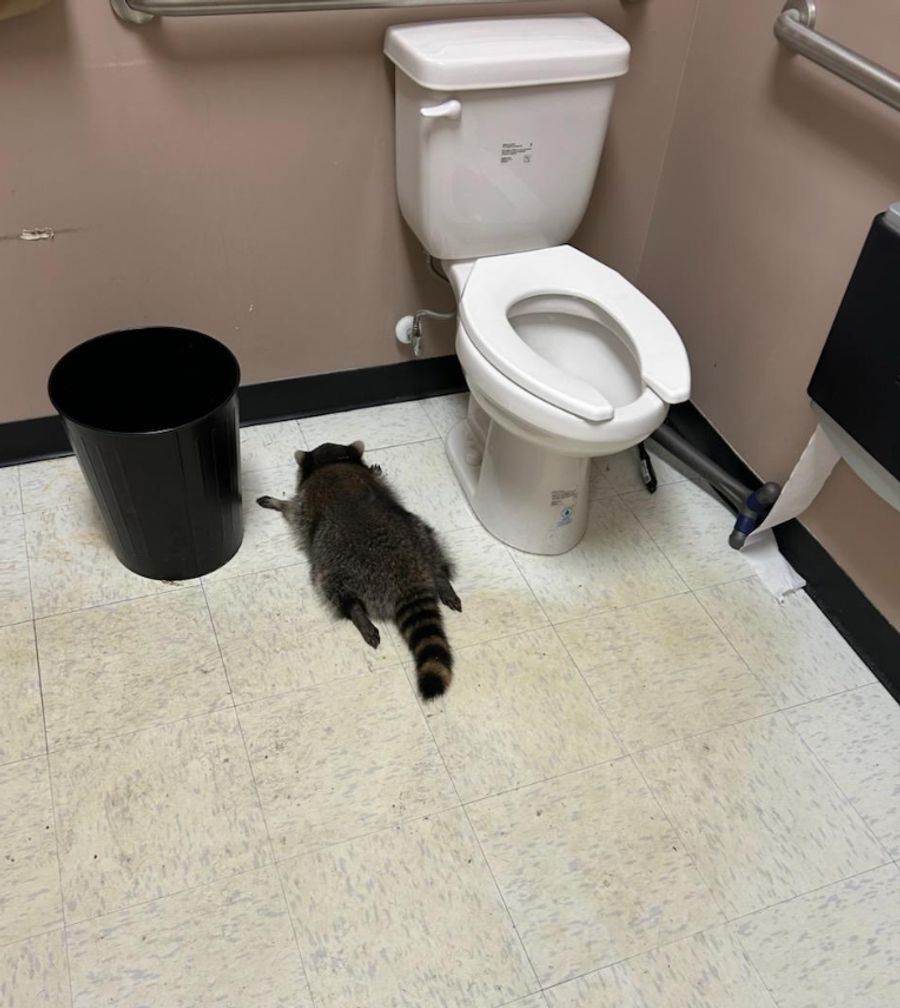 Am folgenden Morgen fanden Mitarbeiter den betrunkenen Waschbär auf dem Badezimmerboden des Ladens.