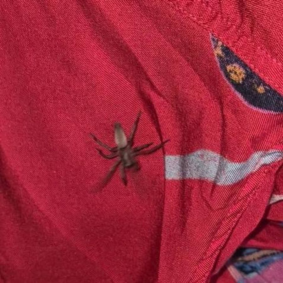 Diese Spinne begegnete einer Thurgauerin beim Bügeln.