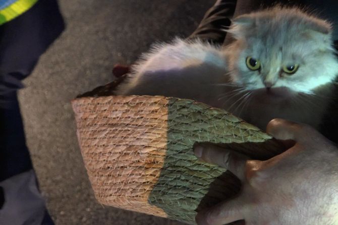 Katze