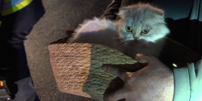 Katze