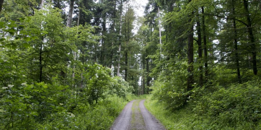 Die Waldbrand-Gefahrenstufe wurde im Kanton Aargau auf 3 (erhebliche Gefahr) gesenkt. Zuvor galt die Stufe 4 (grosse Gefahr). (Symbolbild)