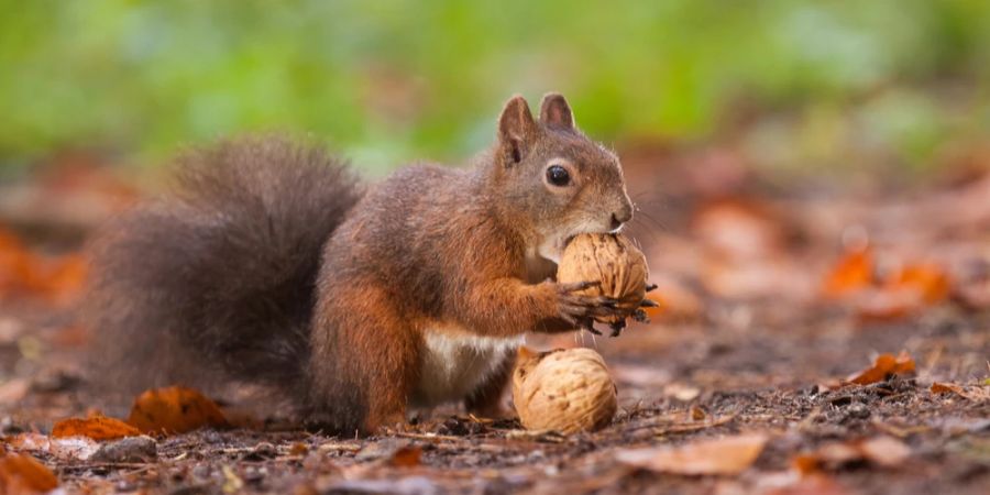 Eichhörnchen Waldboden Haselnuss nagen