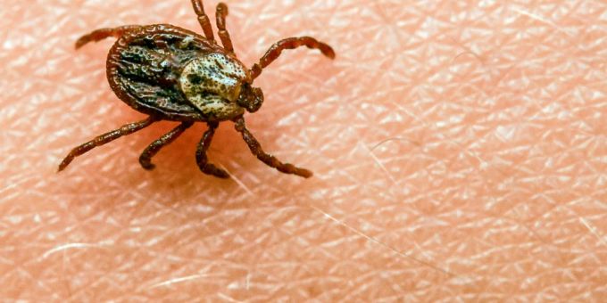 Das durch Zecken übertragene FSME-Virus kann eine Hirnhautentzündung verursachen. (Archivbild) Zecken