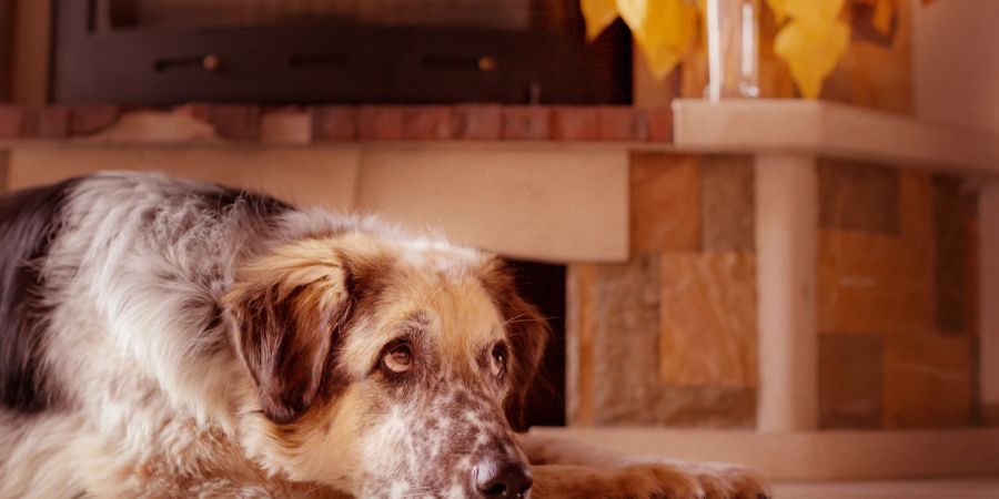 Zeigt der Hund nach einem Zeckenbefall Symptome wie Trägheit oder Fieber, sollte ein Tierarzt konsultiert werden.