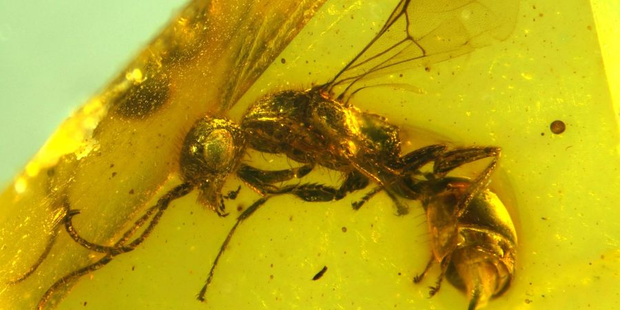 Insektenforscher haben eine bislang unbekannte Wespenart in einem 100 Millionen Jahre altem Bernstein entdeckt.