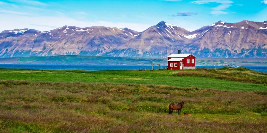 Landschaft Island Haus Pferd Idylle