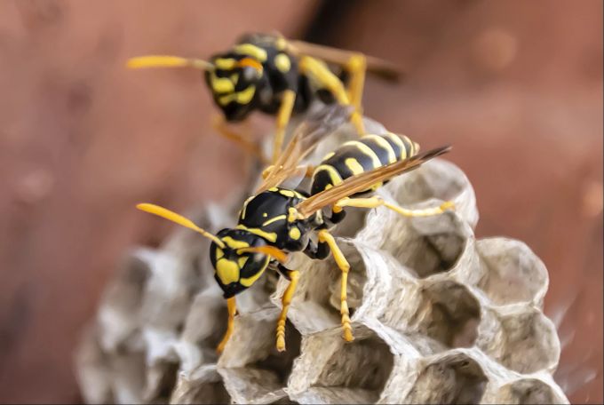 Gerade wenn Wespen sich oder ihr Nest bedroht fühlen, stechen sie zu. Wespe beim Nestbau
