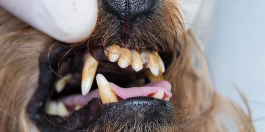 Zahnstein Maul Hund Arzt Lefzen angezogen