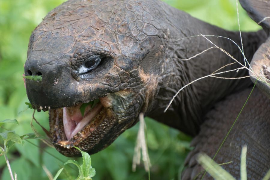 Galapagos-Schildkröte in Nahaufnahme.