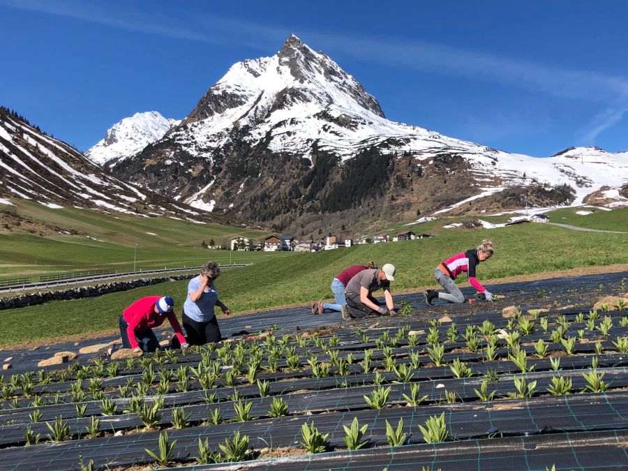 Ischgl Ernte Enzian