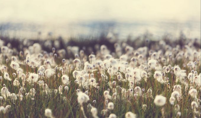 Viele Pflanzen und Tiere sind bereits ausgestorben. Es ist wichtig, jetzt zu reagieren. Tierschutz