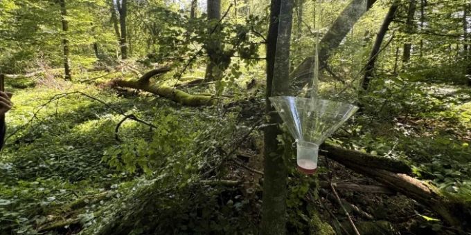 Eine Käferfalle im Zollischlag. Zollischlag