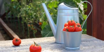 Tomaten mit Giesskanne