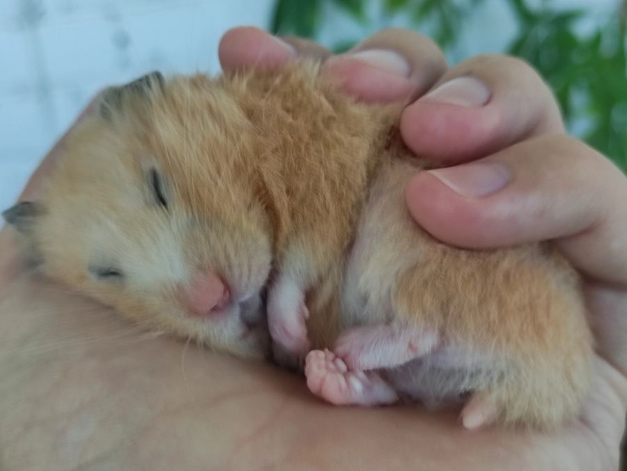 Schlafender Hamster auf einer Hand