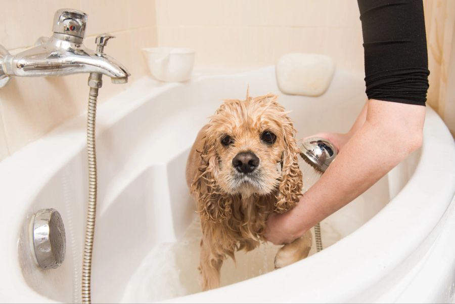 Hund beim Baden, Waschen