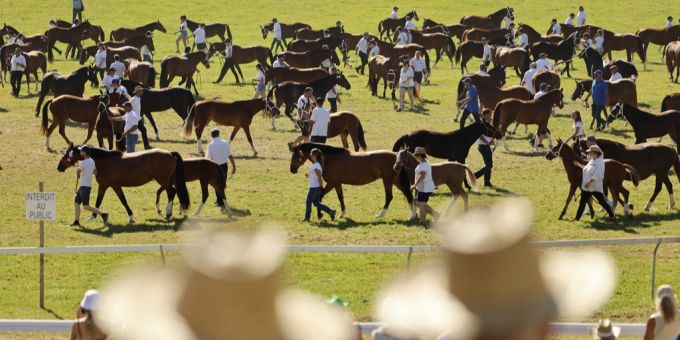 Zuschauer verfolgen die grosse Parade der Freiberger Pferde beim Marché-Concours National de Chevaux am Sonntag, 11. August 24 in Saignelégier.