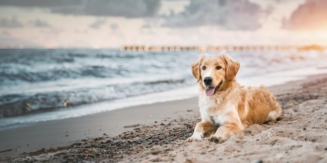 Golden Retriever am Strand.