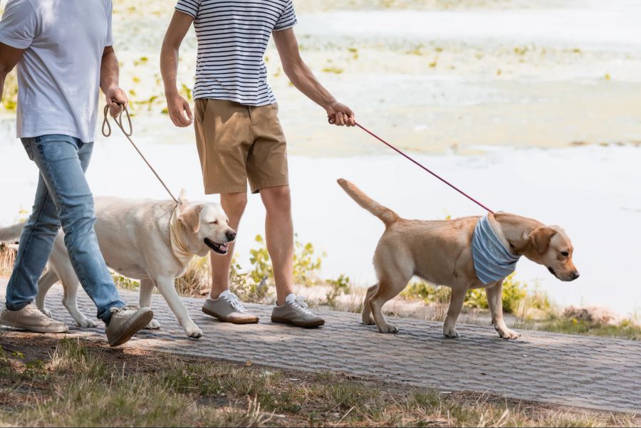 Hunde beim Gassigehen