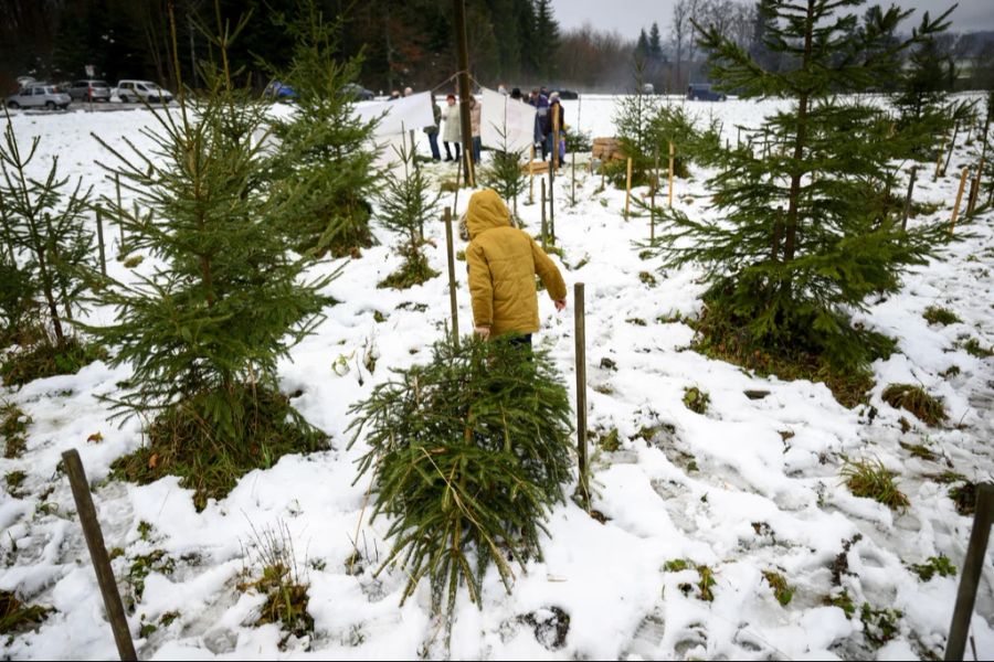 weihnachtsbaum