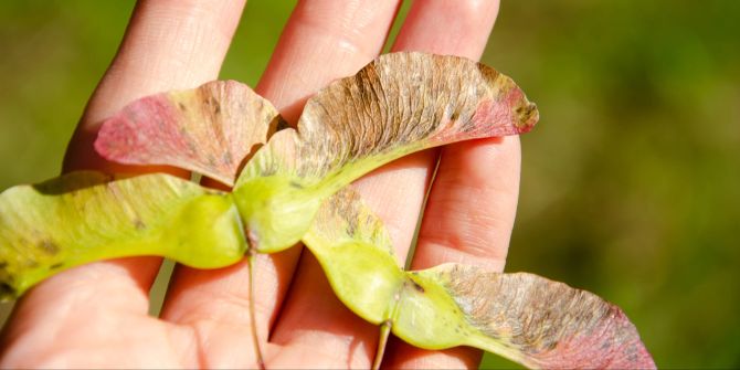 Ahornsamen Hand grün Herbst