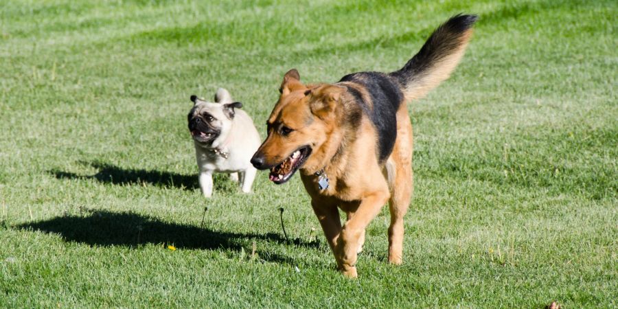 Hund Winterthur Wiese