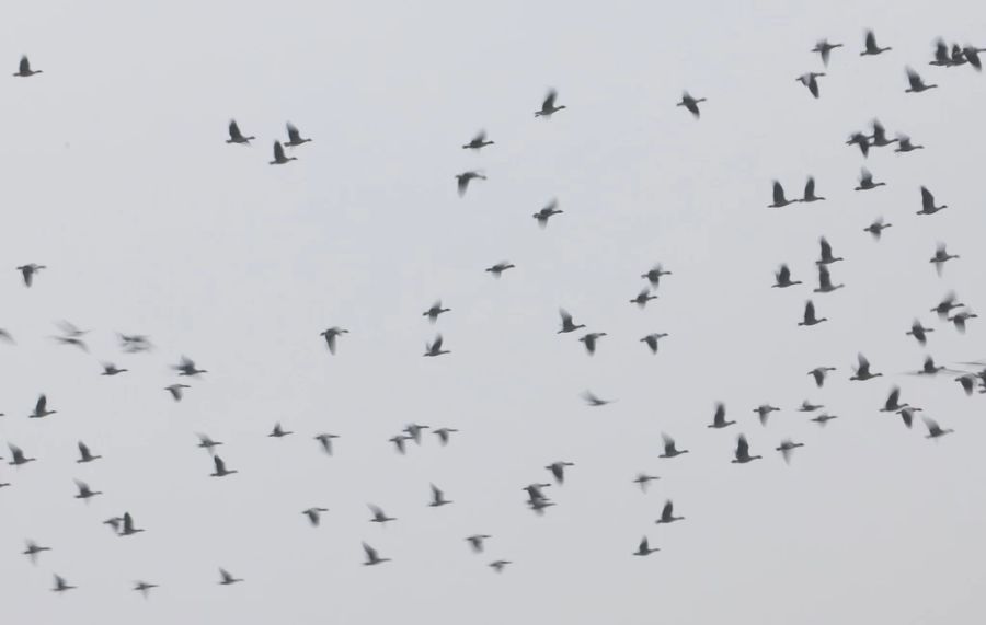 Gänse im Flug