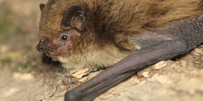 Die Pipistrellus pygmaeus oder Mückenfledermaus, (Symbolbild) Fledermaus Fell Baum braun