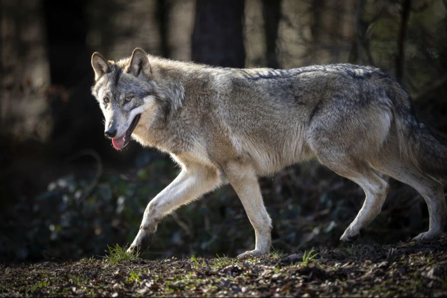 Goldschakale sind nicht einfach von Wölfen zu unterscheiden. Hier der Wolf (aufgenommen im Bruderhaus Winterthur).