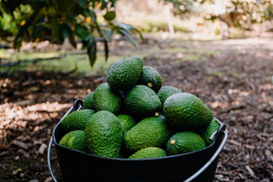 Avocados in Eimer, Avocado-Plantage