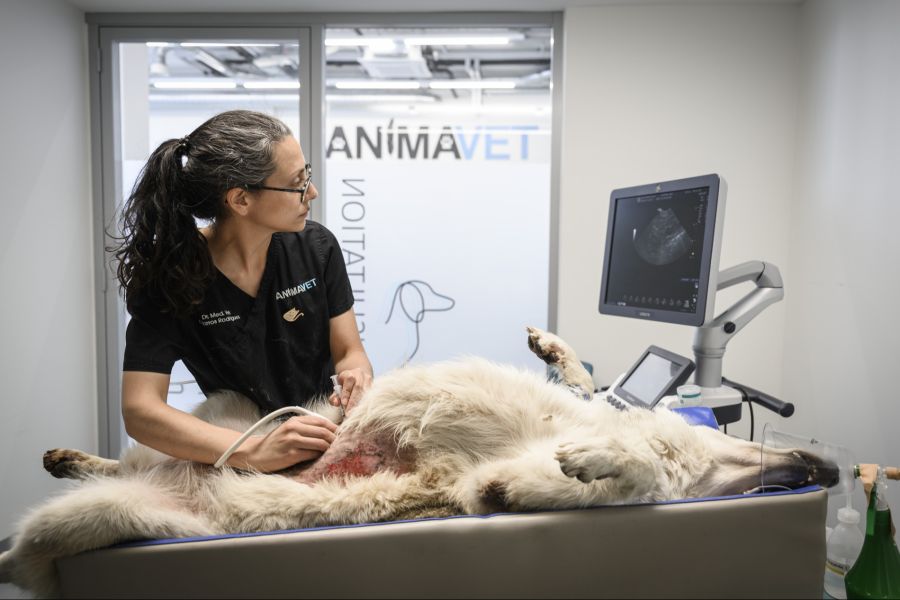 Bei Schweizer Tierärzten gehören Beleidigungen und Drohungen von Tierhaltern längst zur Tagesordnung.