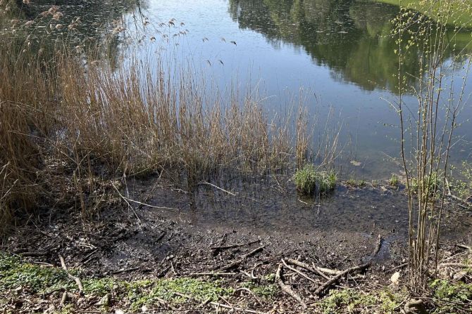 Siessenweiher Neuhaus