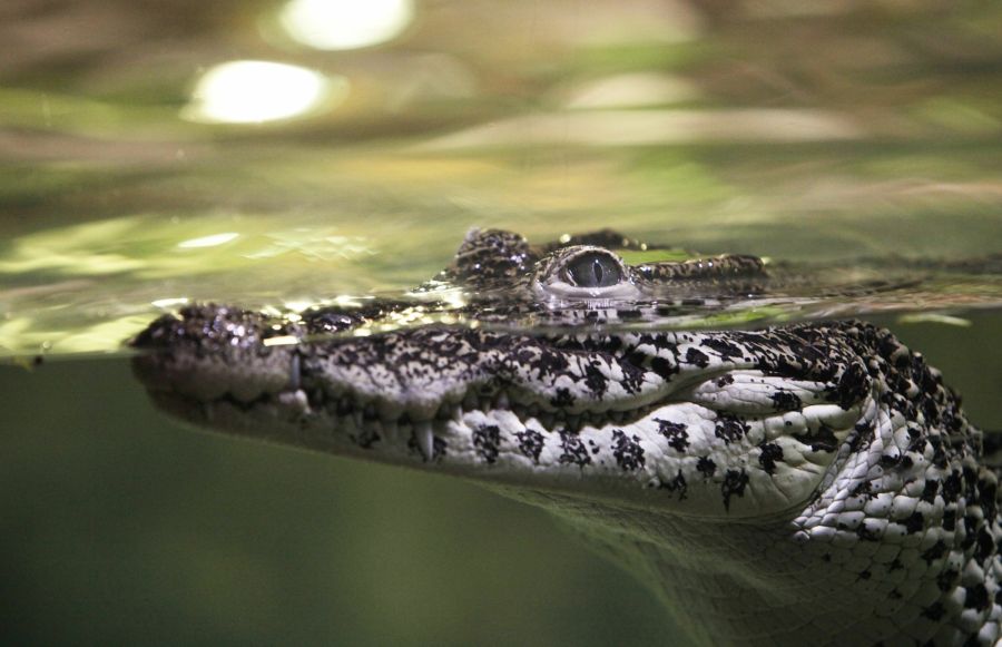 Zwischen 2015 und 2024 endeten 556 tödlich. (Symbolbild)