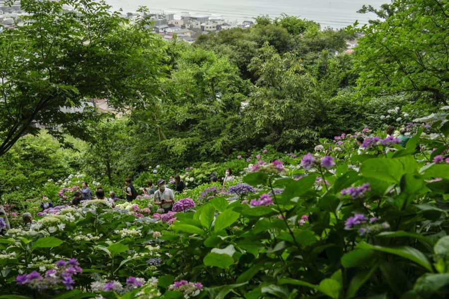 Japans vielfältige Kultur und Natur bewegt momentan massenhaft Touristen, hin zu reisen.