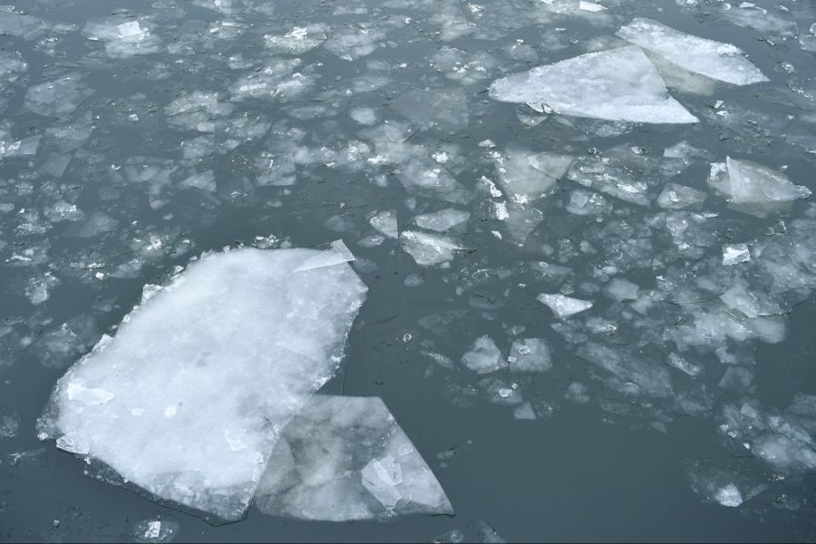 Belugawale leben üblicherweise in arktischen und subarktischen Meeren, wo sie sich mit ihrer weissen Farbe im Eis tarnen können.