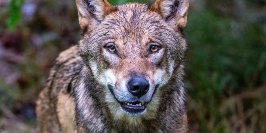 Wolfsrisse sorgen für Unruhe im Berner Oberland. (Symbolbild)