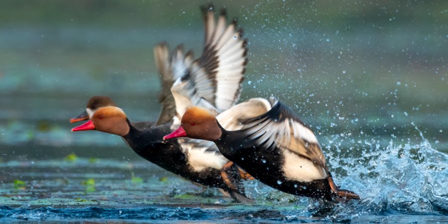 Kolbenente Wasser Flug