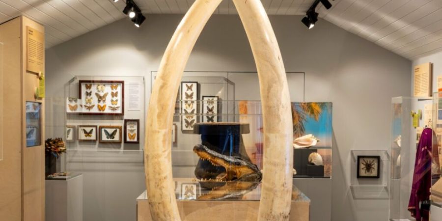 Zwei Elefantenstosszähne, die so hoch sind wie ein Mensch, gehören laut dem BAZG zu den beeindruckendsten Exponaten der Ausstellung.