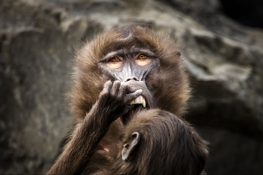 dschelada affen zoo zürich