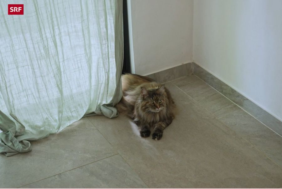 Katze Nala muss sich in Costa Rica erst noch einleben.