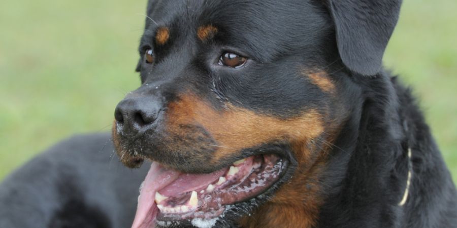 Im Kanton St. Gallen soll es keine Auflagen für die Halterinnen und Halter von potenziell gefährlichen Hunderassen wie etwa Rottweiler geben. (Archivbild)