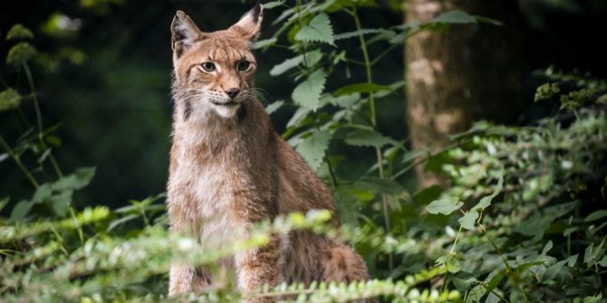 Luchs