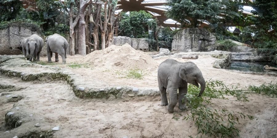 Umesh Zoo Zürich