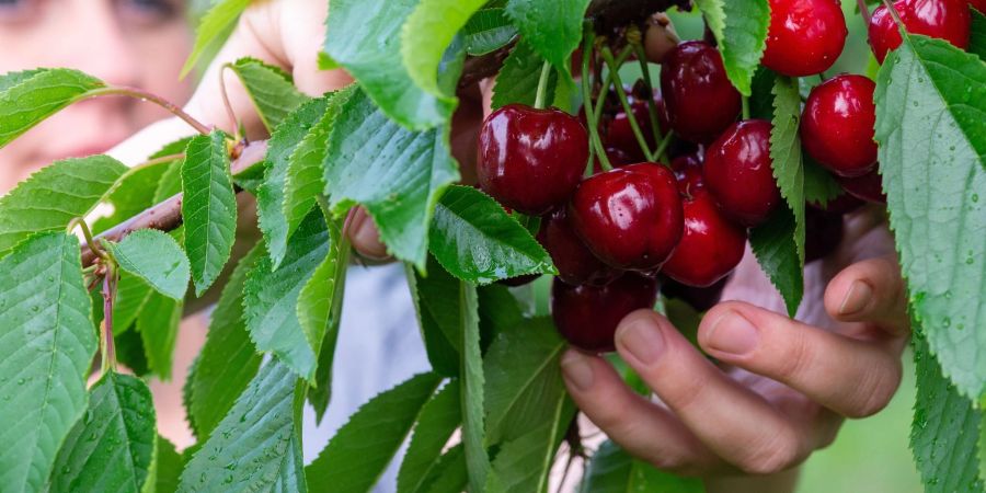 Wer die Kirschen aus dem Garten vor Maden schützen möchte, kann mit feinmaschigen Netzen und gelben Klebefallen arbeiten. Oder gleich zu einer früheren Sorte greifen.