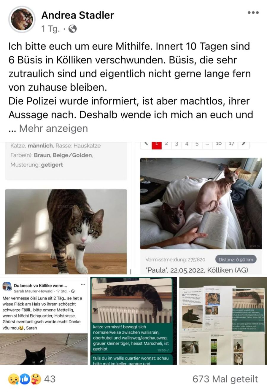 Katzen