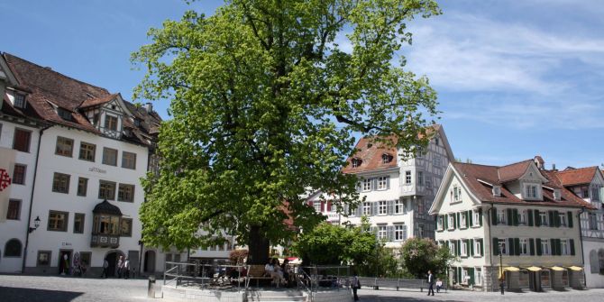 St.Gallen präsentiert die Stadtbäume im veränderten Klima.